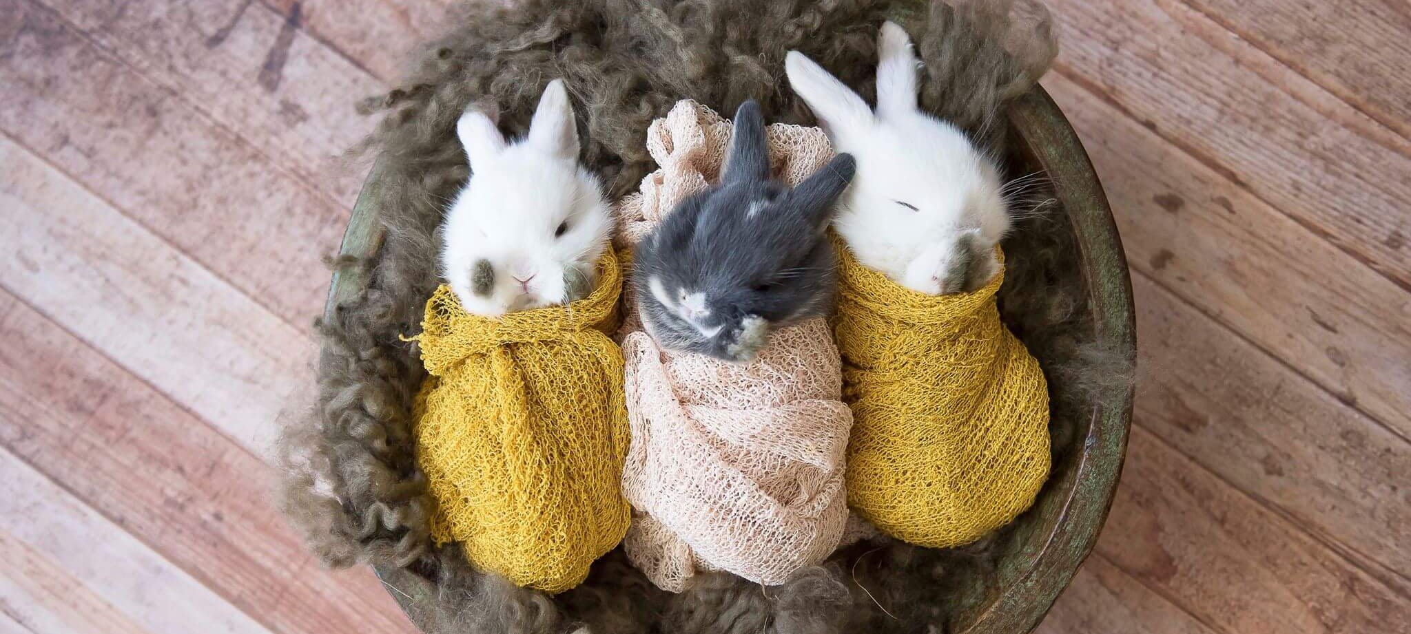 Treats for cheap baby bunnies