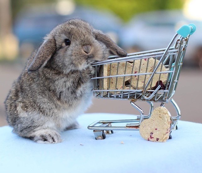 Rabbit and guinea pigs treats